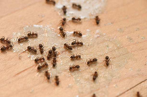  Eaton Rapids, MI Pest Control Pros