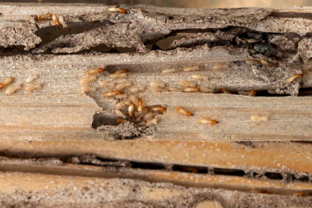 Best Commercial Pest Control Services  in Eaton Rapids, MI
