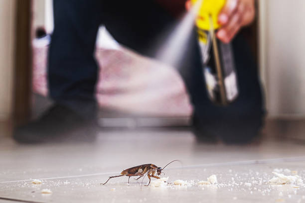 Reliable Eaton Rapids, MI Pest Control Solutions